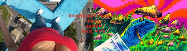 сатива Дмитровск